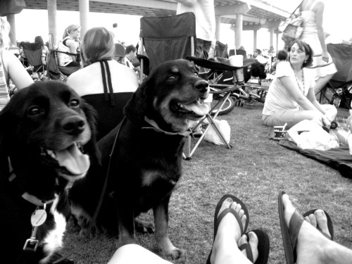Dog Friendly Activities in Charleston SC