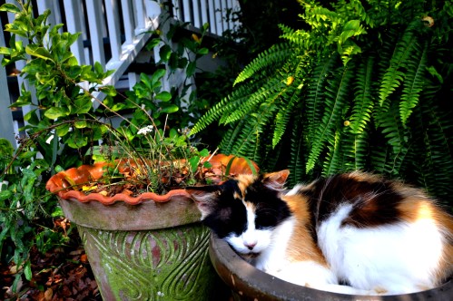Sleeping cat in a flower pot