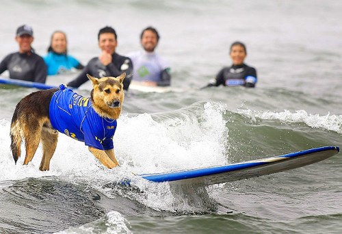 Surfing compeition for dogs