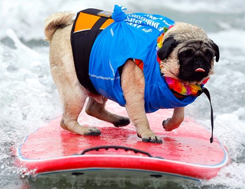 Fat Pug Surfing!