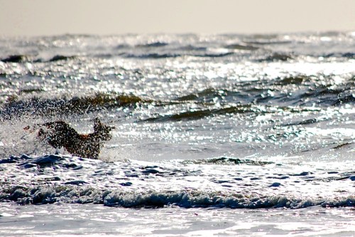 Golden Retriever chasing ball in water
