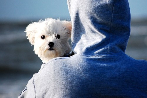 Maltese Dog at the beach