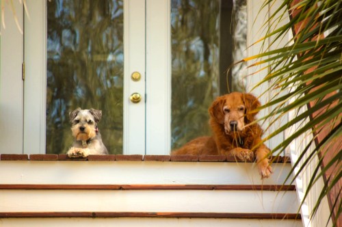 Dogs on a porch